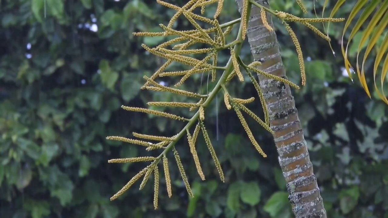 Rain Sound For Sleep _ Relaxation Music _ Sleep Music _ Follow the Channel