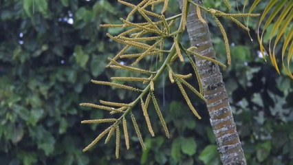 Rain Sound For Sleep _ Relaxation Music _ Sleep Music _ Follow the Channel