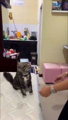 Cat Wants to Be Carried and Give Kisses