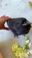 Wild Young Raven Swoops in For Some Pets