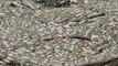 Büyük Menderes'te toplu balık ölümleri tedirgin etti