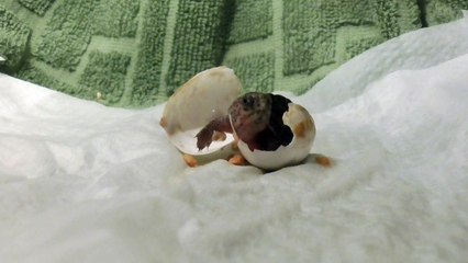 Newborn Turtle Leaves Egg for First Time