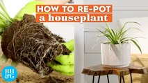 How to Repot Houseplants The Right Way  | Basics | Better Homes & Gardens