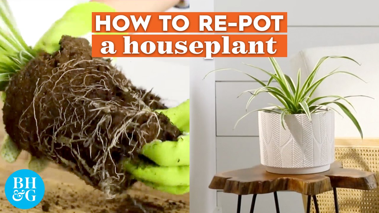 How to Repot Houseplants The Right Way  | Basics | Better Homes & Gardens