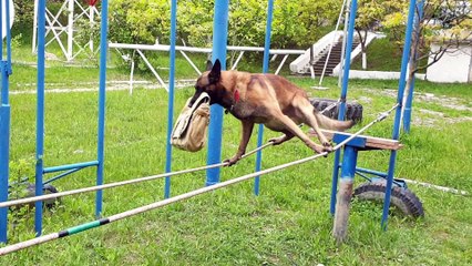 Talented Pup Balances on a Double Tight Rope Blindfolded