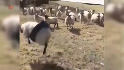 These Funny Pets and Their Pranks