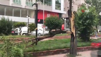 Kastamonu'da fırtına ağaçları devirdi