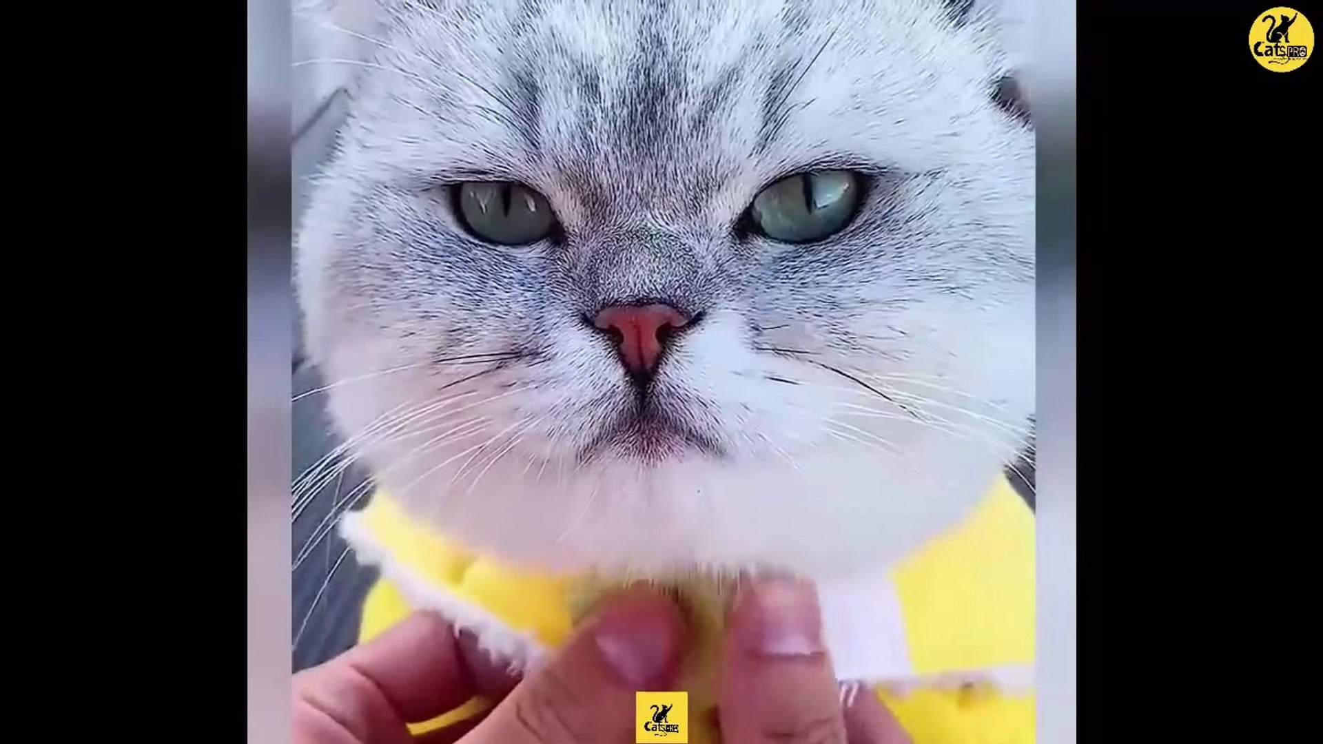 Cats | Funny & Cute Cats | Cats PRO | Cats Video compilation 04