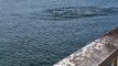 Naples Pier Manatees Swim Directly to Beachgoers