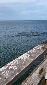 Naples Pier Manatees Swim Directly to Beachgoers