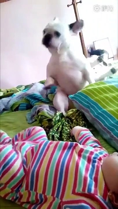 Dans eden köpek kırdı geçirdi