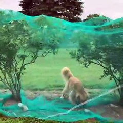 Golden Retriever Tries Charging Through Net