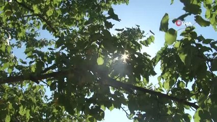 Malatya'da kayısı hasadı başladı