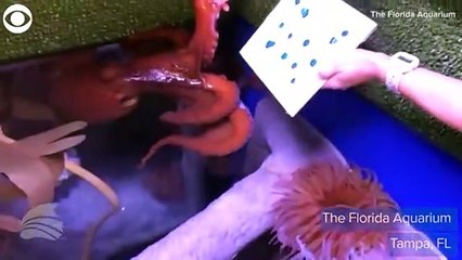 شاهد: أخطبوط يرسم عملاً فنياً في حوض السمك في فلوريدا