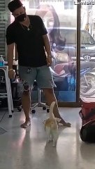 Cat Likes When Human Pushes Her on Slick Floors