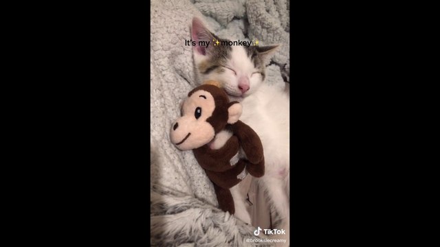 Just A Stupid Border TikTok Trend Cute Pets Edition - Cutest Animals On TikTok #5