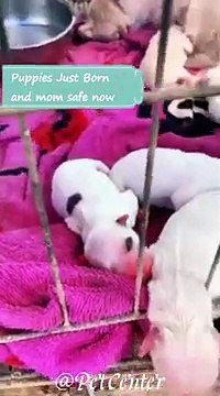 Rescue 6 puppies just being born and mom safe now _ puppies look so cute