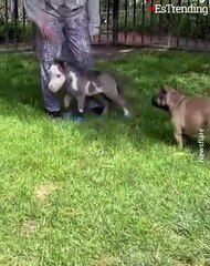 Su madre lo abandonó por su estatura pero este caballo ahora es una mascota feliz
