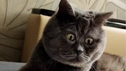 Fedya, el gato ruso que enternece las redes por su expresión de sorpresa