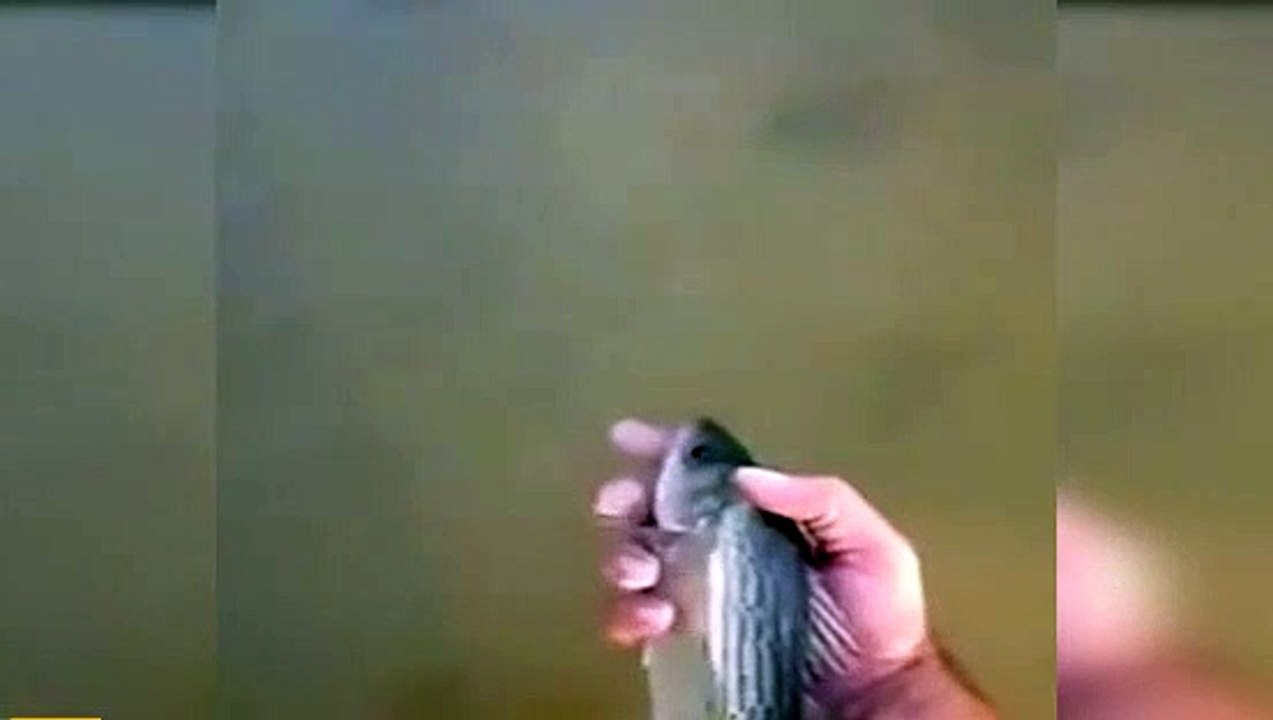 Bu da evcil balık!