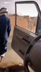 Guy Comically Clears Road Amidst Desert by Picking Up Camel's Baby Next to Their Mom