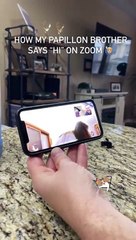 Adorable Dog Vertically Strokes His Paws to Say Hello To Guy on Video Call -