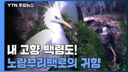 내 고향 백령도! '노랑부리백로' 2년 만의 귀향 / YTN