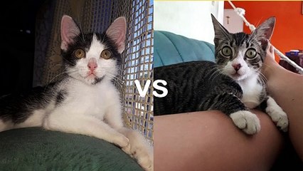 Pelea graciosa de gatos - ALBERTHO 75