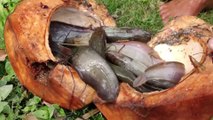 Fish Trap   Boy Catching Catfish Using Green Coconut   Traditional Fishing