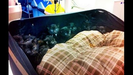 Los 5 hallazgos más impresionantes en maletines abandonados