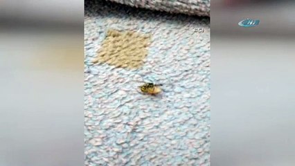 Karınca ile arının ekmek kavgası