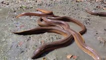 Best Mud Water Fishing   Eel Fish Searching Under Mud Water