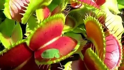 Amazing Venus flytrap plants