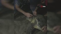 Boynuna ip dolanan caretta carettayı cam parçası ile kurtardılar