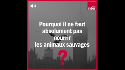 Pourquoi il ne faut pas nourrir les animaux sauvages ? - La Chronique Environnement