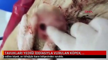 TAVUKLARI YEDİĞİ İDDİASIYLA VURULAN KÖPEK, TEDAVİYE ALINDI