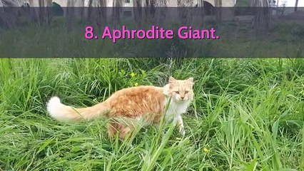 cute cat