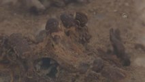 Adli Tıp Kurumu morgunun kemikten doku temizleyen böcekleri bilim için çalışıyor (1)