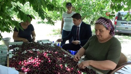 Coğrafi işaret tescilli Uluborlu kirazı Avrupa sofralarında