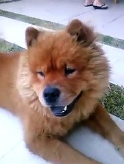 FOFURA DE CACHORRO