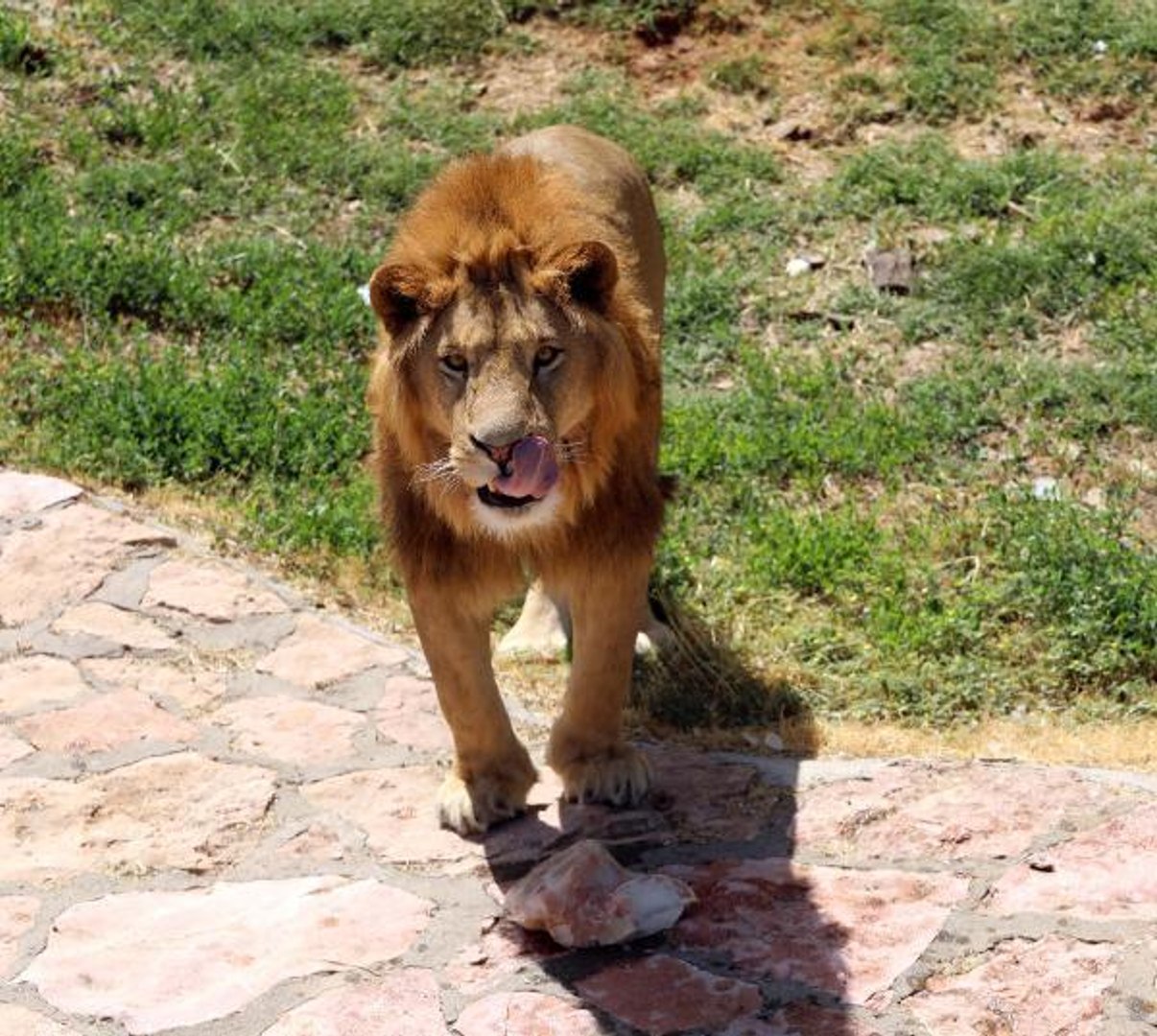 GAZİANTEP HAYVANAT BAHÇESİNDE BUZLU MEYVELİ SERİNLİK