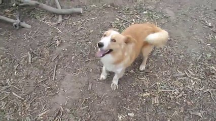 Dog Eczema Treatment । Murraha Dog & goat meeting treatment  3 june 2021