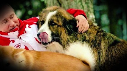 7 Dogs of Vladimir Putin 🐕