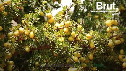 Maroc : les chèvres jouent un rôle essentiel dans l'écosystème