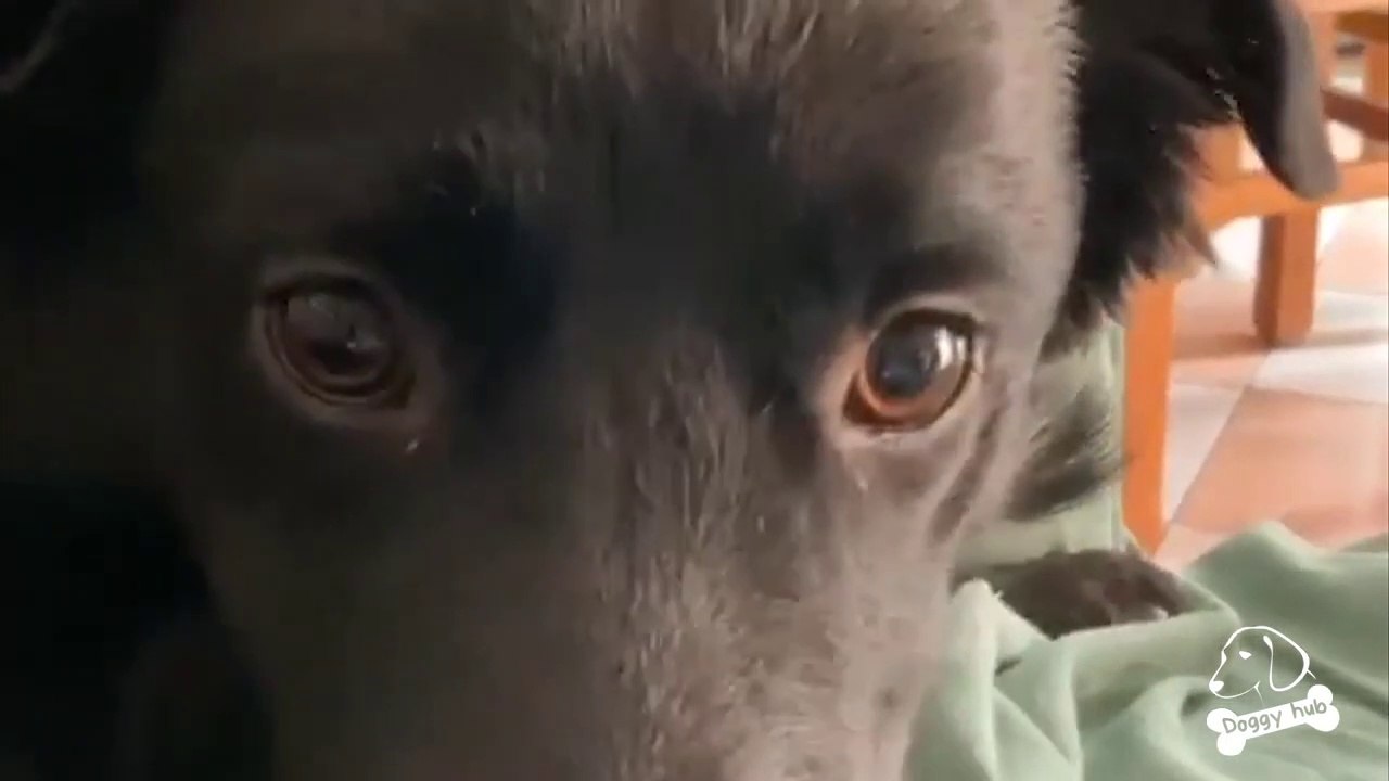 COCCO- Beautiful Life story of an abandoned dog rescued by a Humble and Loving Girl__ Doggy hub