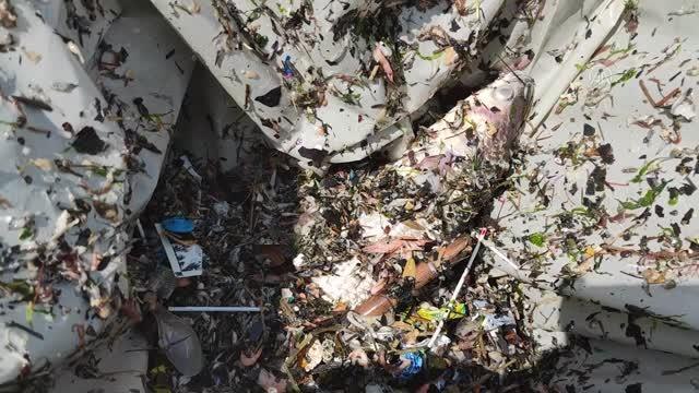 Son dakika haber | Küçükçekmece'de balık ölümleri giderek artıyor