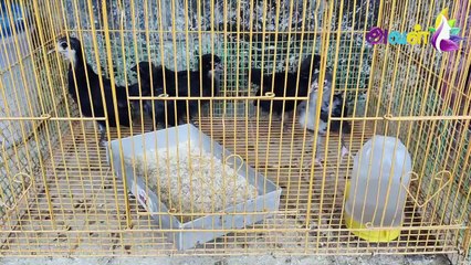 செல்லப்பிராணிகள் வளர்ப்பில் ஆயிரக்கணக்கில் வருமானம் - அசத்தும் ஹேமா