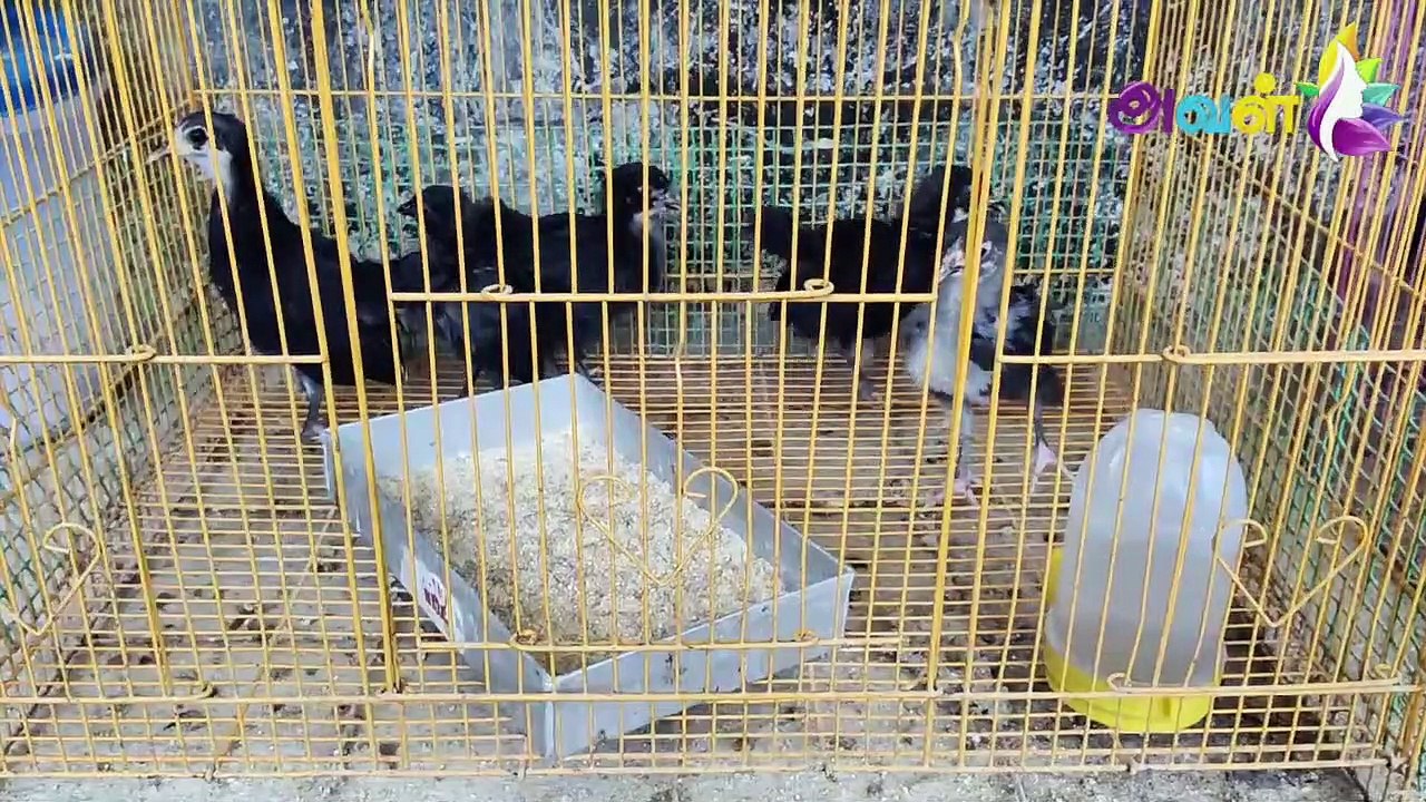 செல்லப்பிராணிகள் வளர்ப்பில் ஆயிரக்கணக்கில் வருமானம் - அசத்தும் ஹேமா