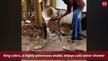King cobra drinking water