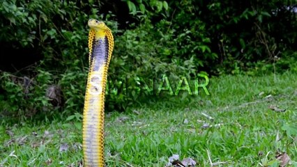 Top 5 venomous Snakes